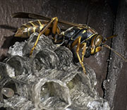 Wasp